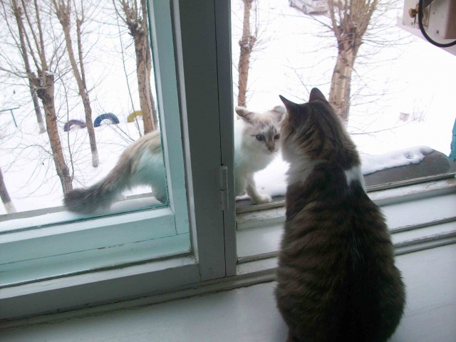 Самые популярные клички кошек и котов