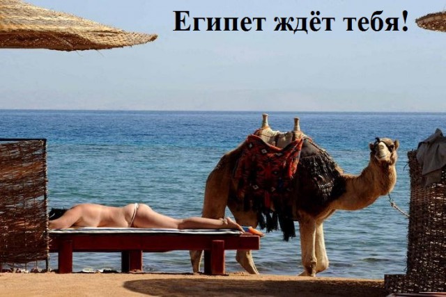 Египет картинки смешные