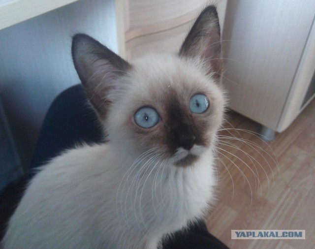 Котовторник 17.11.2015