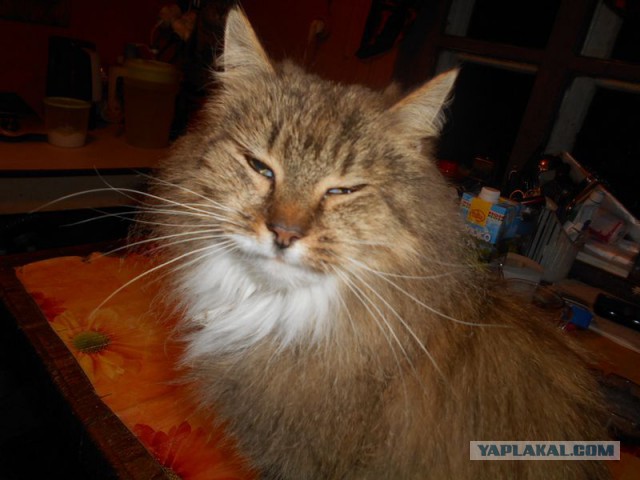 Жизнь домашнего приюта для котеек 101