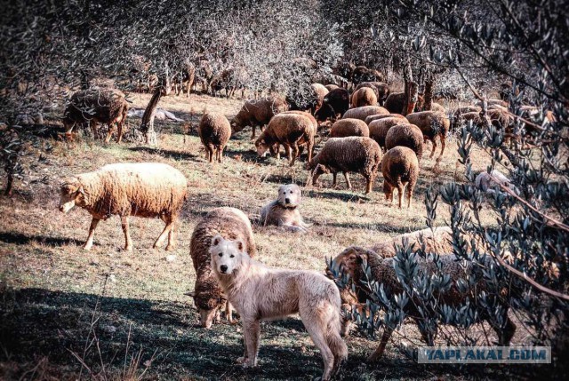 Подборка смешных, не очень и просто красивых фотографий. Часть 2