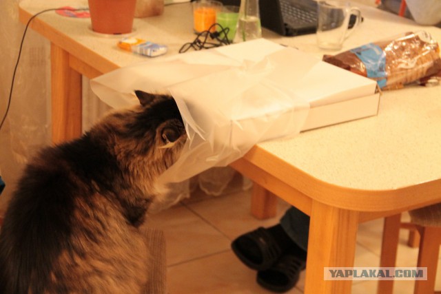 Коты, которые пытались что-то украсть