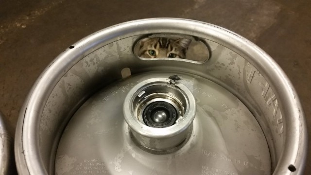 Пивоварня наняла котов-убийц