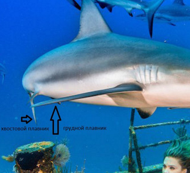 Подборка любопытных фотографий со всего света