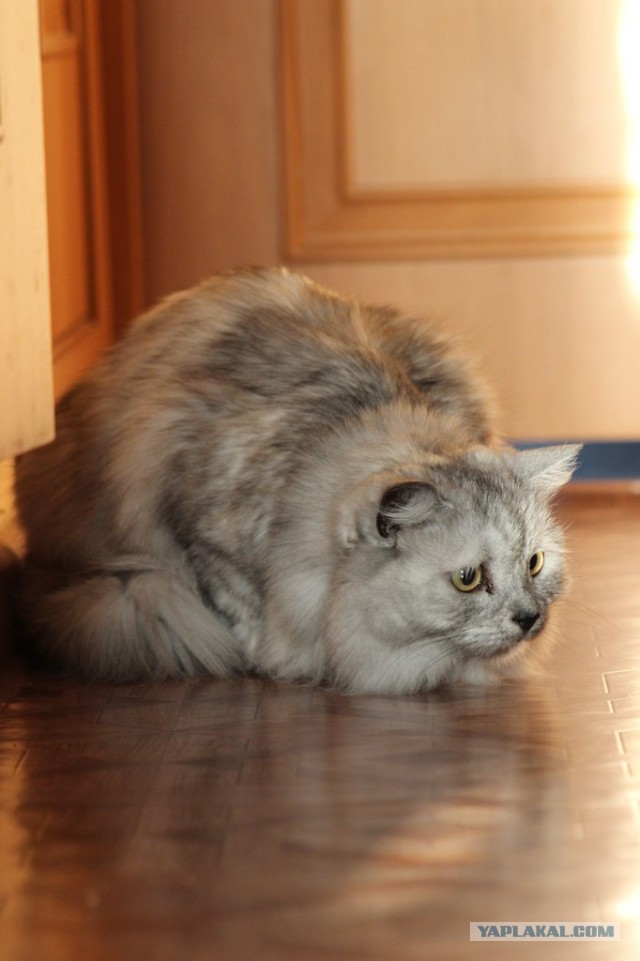 Невероятная кошка Алиса с шерсткой цвета мрамора