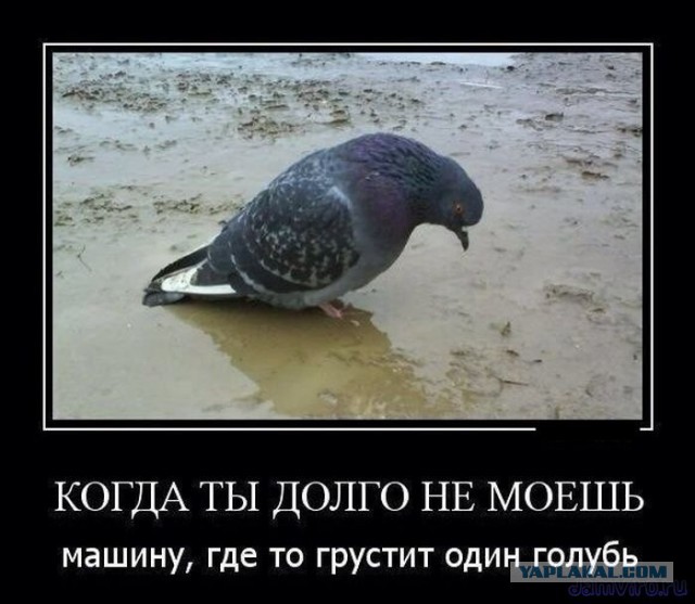 Автоюмор