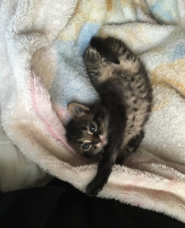 Прикольные животные