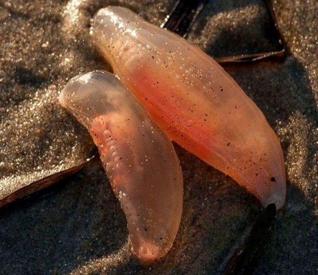 На калифорнийское побережье вылезли тысячи загадочных существ