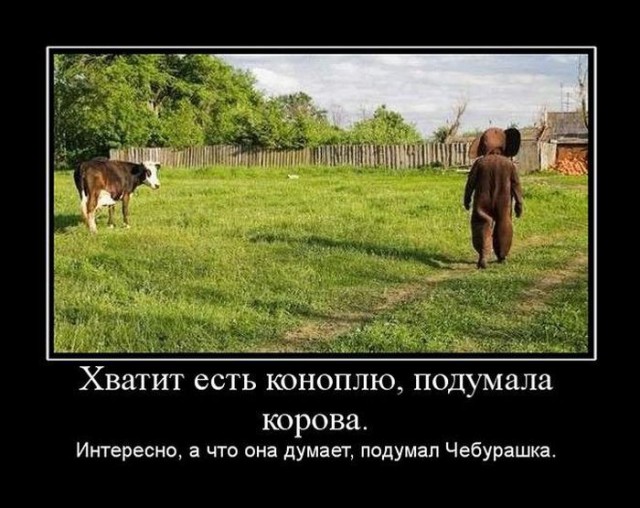 Испытание для самых внимательных: разглядите кота на фотках
