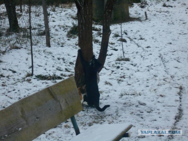 Жизнь домашнего приюта для котеек 146