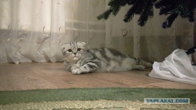 Котовторник 10.01.2017