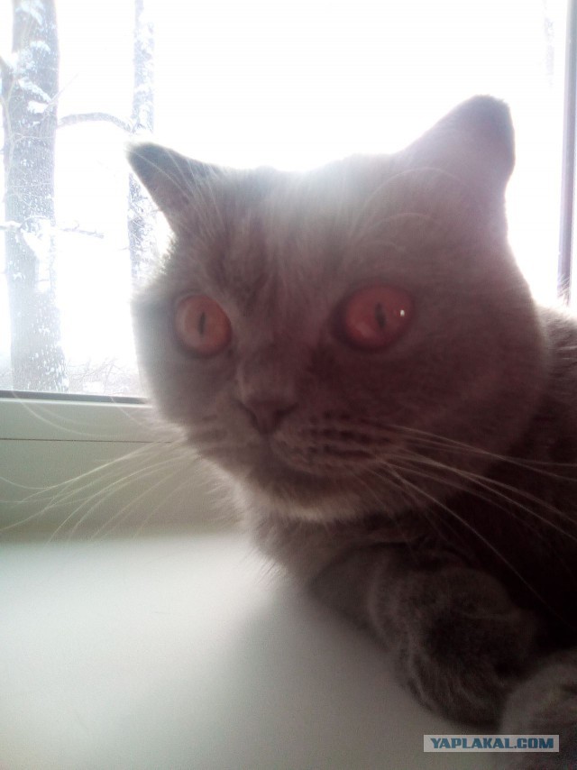 Котовторник  14.02.2017