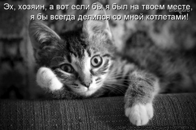 20 открыток с истинными мыслями котов