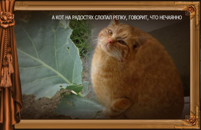 Сказка Репка диафильм (к котовторнику)