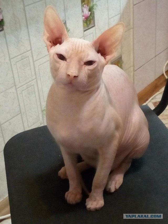 Котята моей кошки (коротенькое видео).