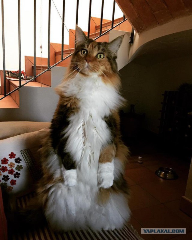 Котовторник 12.12.2017