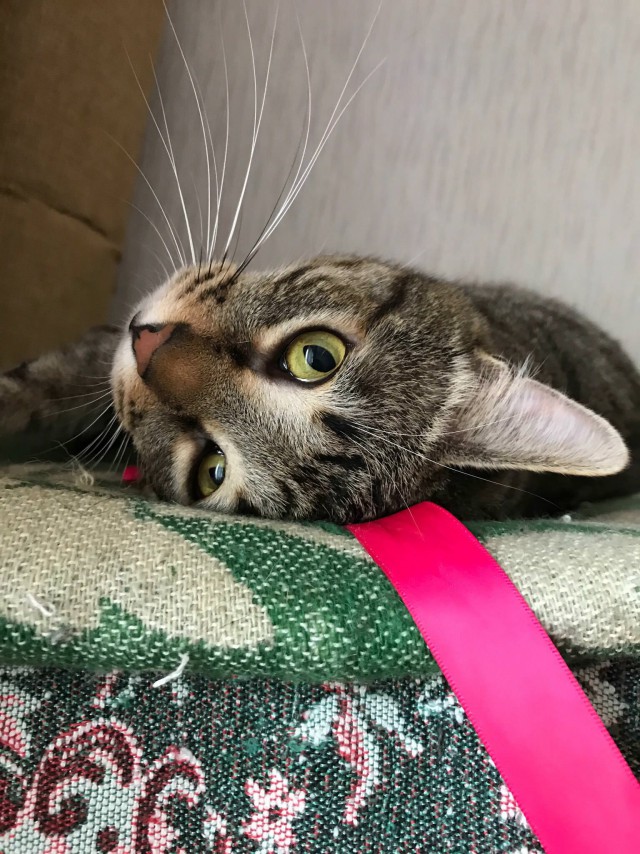Коты и Кошки