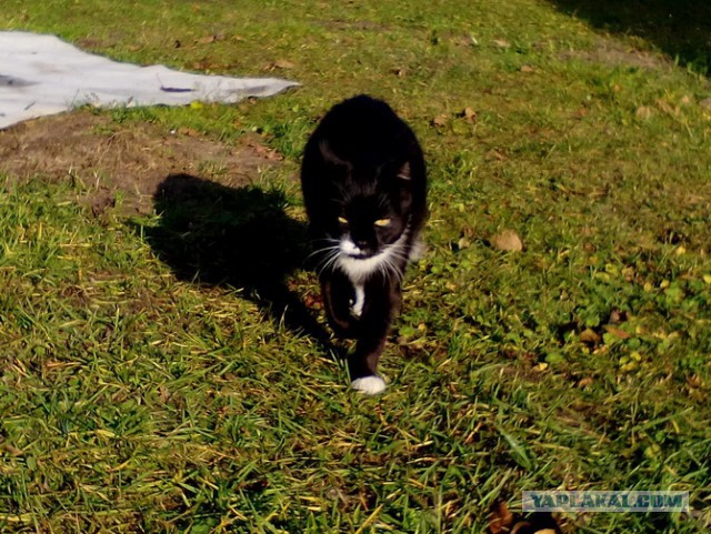 Котовторник 02.01.2018