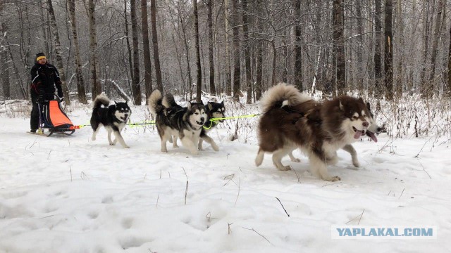 Ньюфаундленд - идеальная собака для семьи