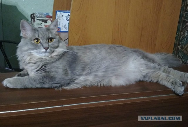 Получила я кота на сдачу...