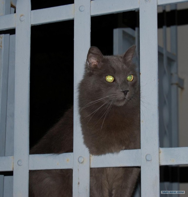 Котовторник на ЯПлакалъ (27.05.08), прикольные коты, добавляем свои!