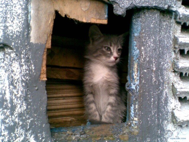 Котовторнику Да (09.12.08)