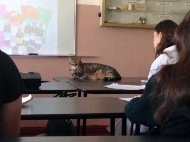 Прикольных котов пост