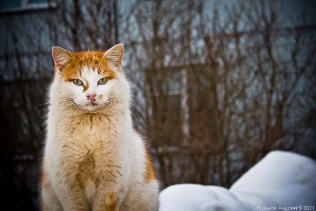 Котовторник - С праздником, котоводы!