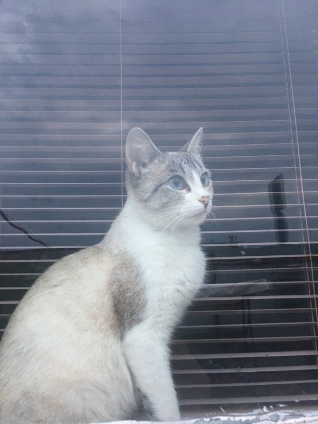 Прикольных котов пост