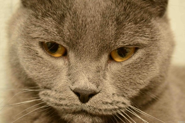 It's Catursday Fever! (Котовторник)