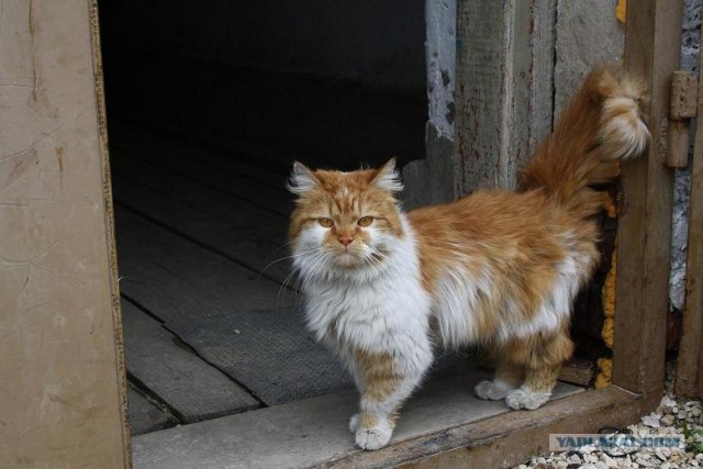 Котовторник уже сегодня!