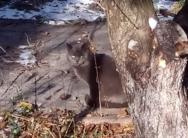 Котовторник (20.11.18)