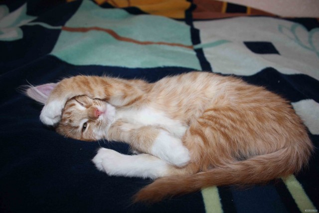 Котовторник! 08.11.11