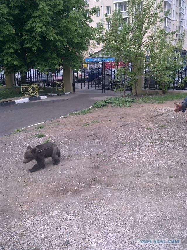 Осталось крокодила на улице встретить..