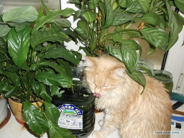 Ну и где ваш котовторник?
