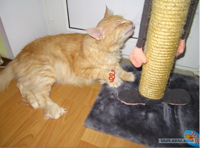 Котовторник 13.12.11 - магическе числа