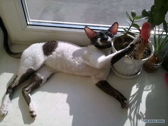 Котовторник на 26.06.12