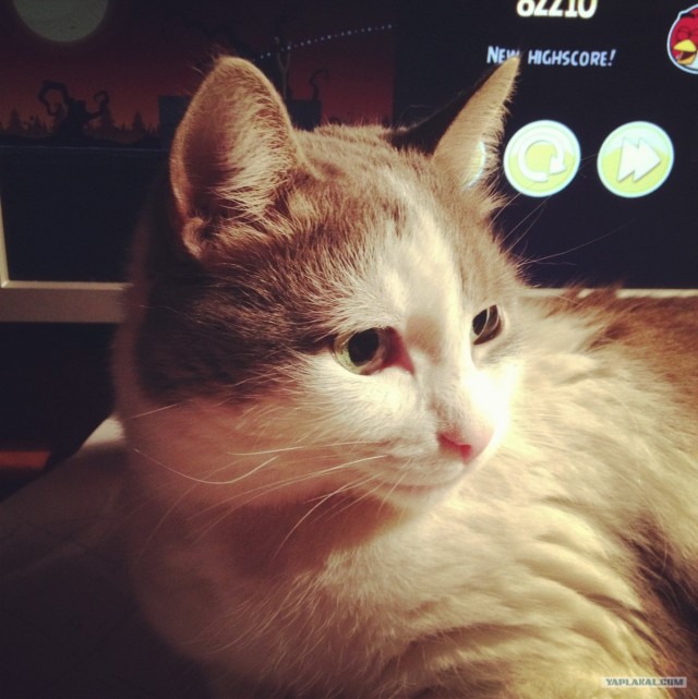 Котовторник 30.10.2012