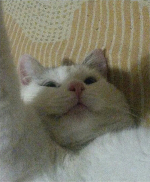 Забавные фото котеек