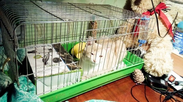 Забавные фото котеек