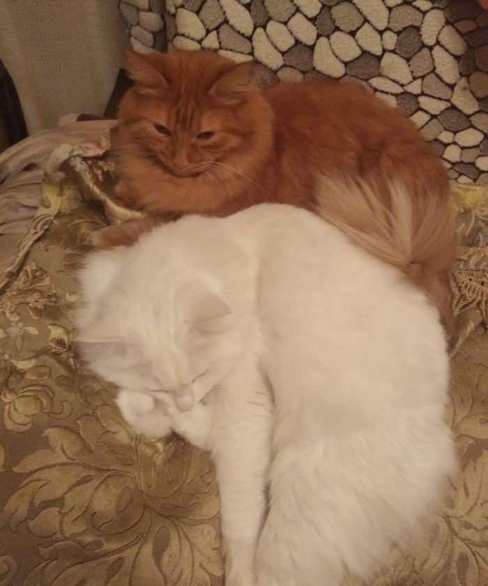 Котовторник. Начало.
