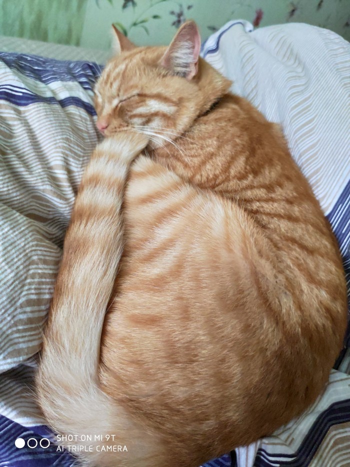 Что любят котики...