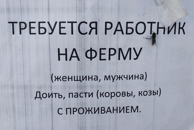 Какой оптимист! Глава «Левада-центра» об акциях протеста: «Терпения у общества хватит еще на два месяца»