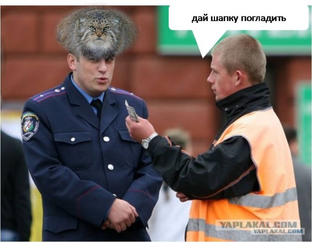 Фотожаба: Ты че, спалимся!