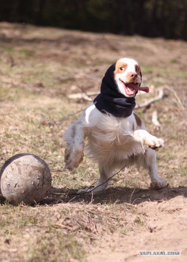 Собако четверг же