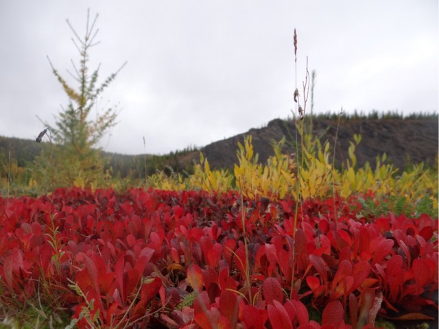 Где-то на Урале лес заменяет людям небо