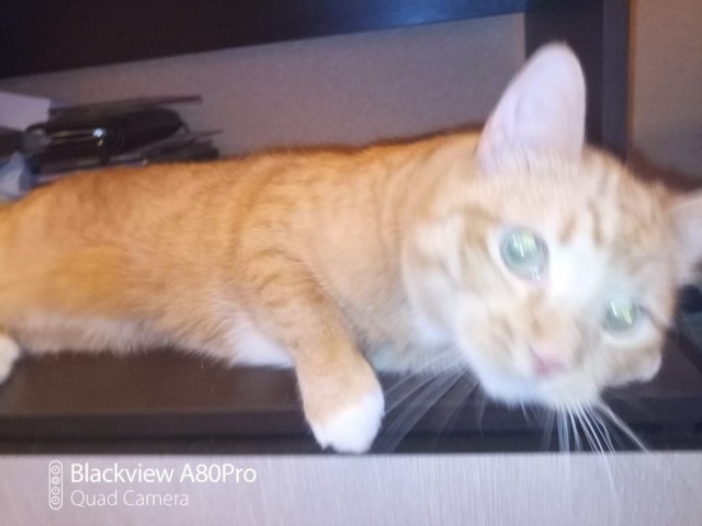 Разные картинки во вторник. С котами