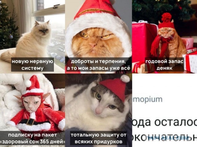 Жизнь домашнего приюта для котеек 322