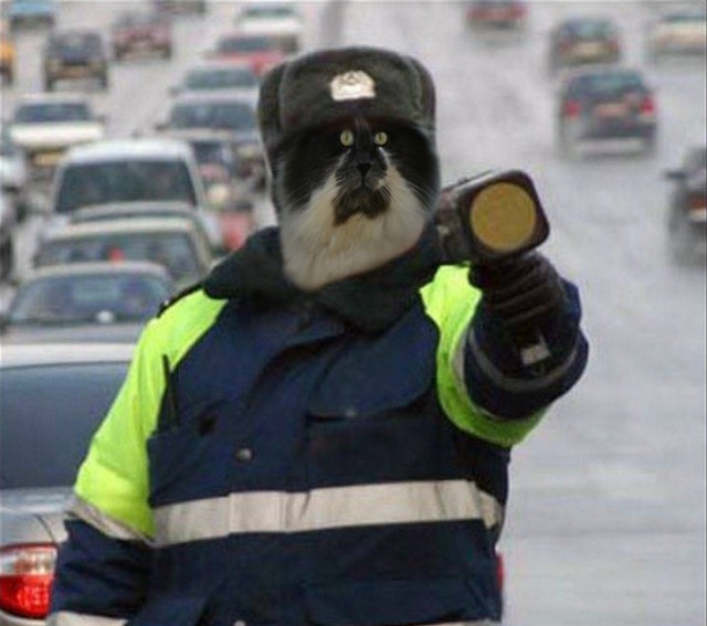 Фигасе воробушек!