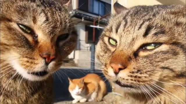 Картинки с надписями и котами
